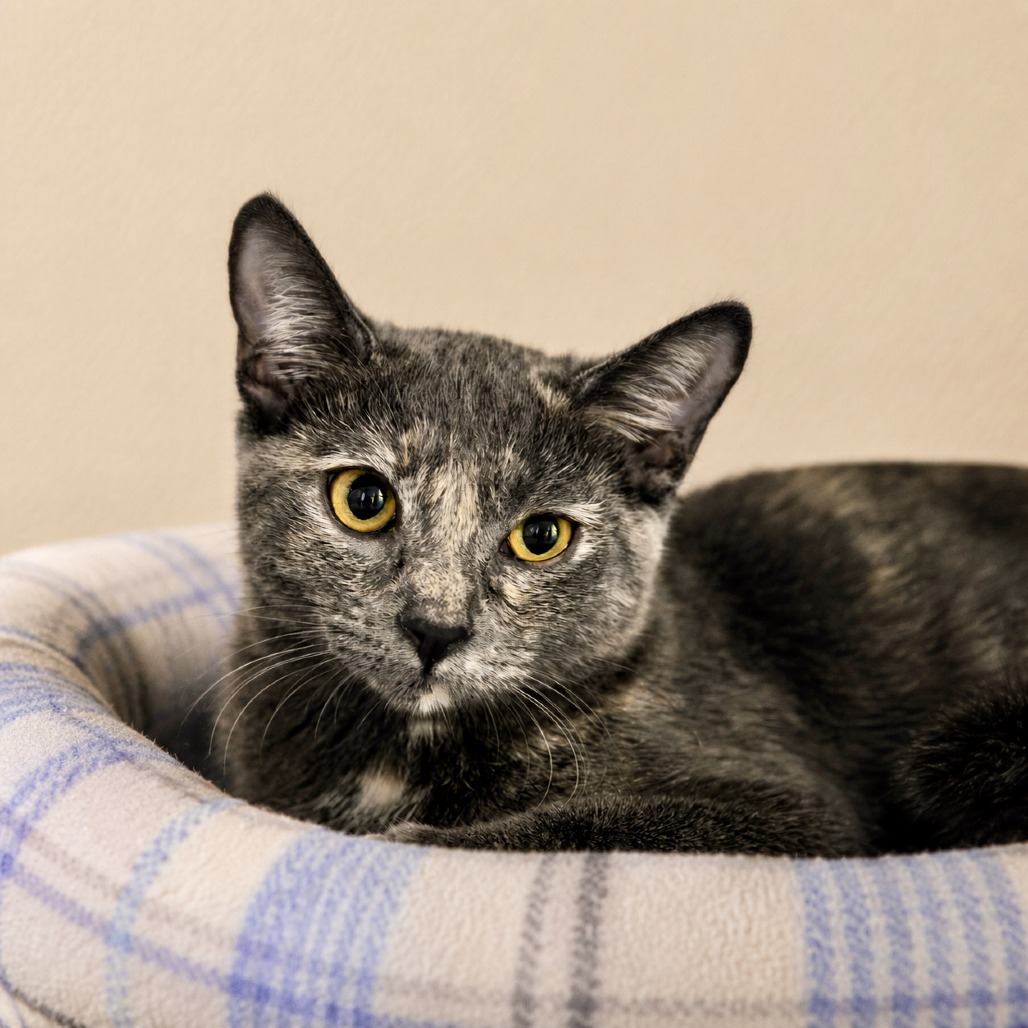 JEX - Domestic Shorthair available for adoption