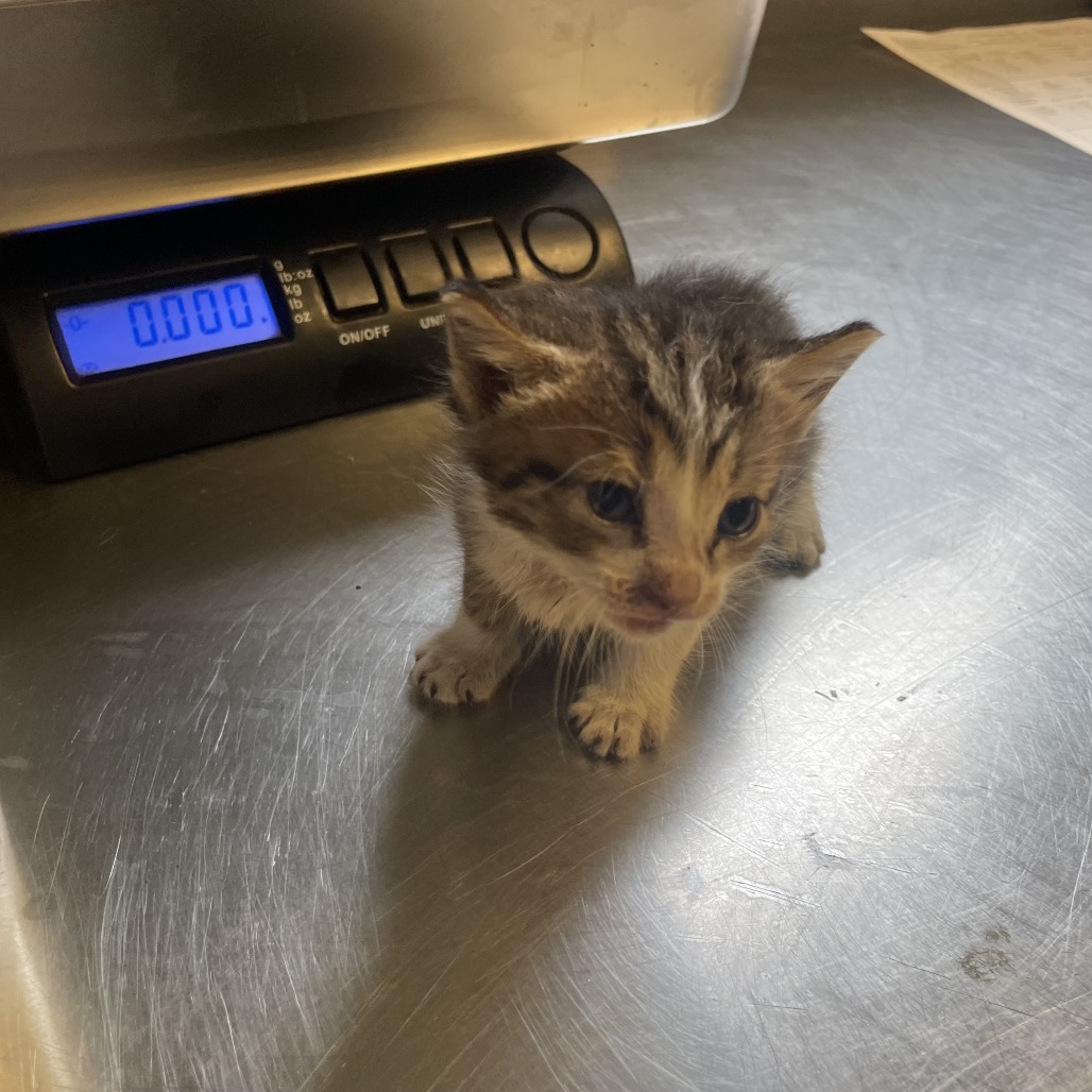 Tusc Stray 84808 2