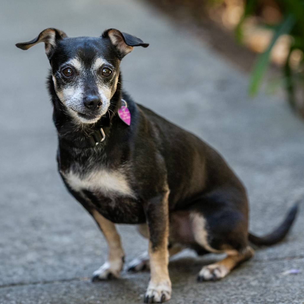 Animal namedHennessy