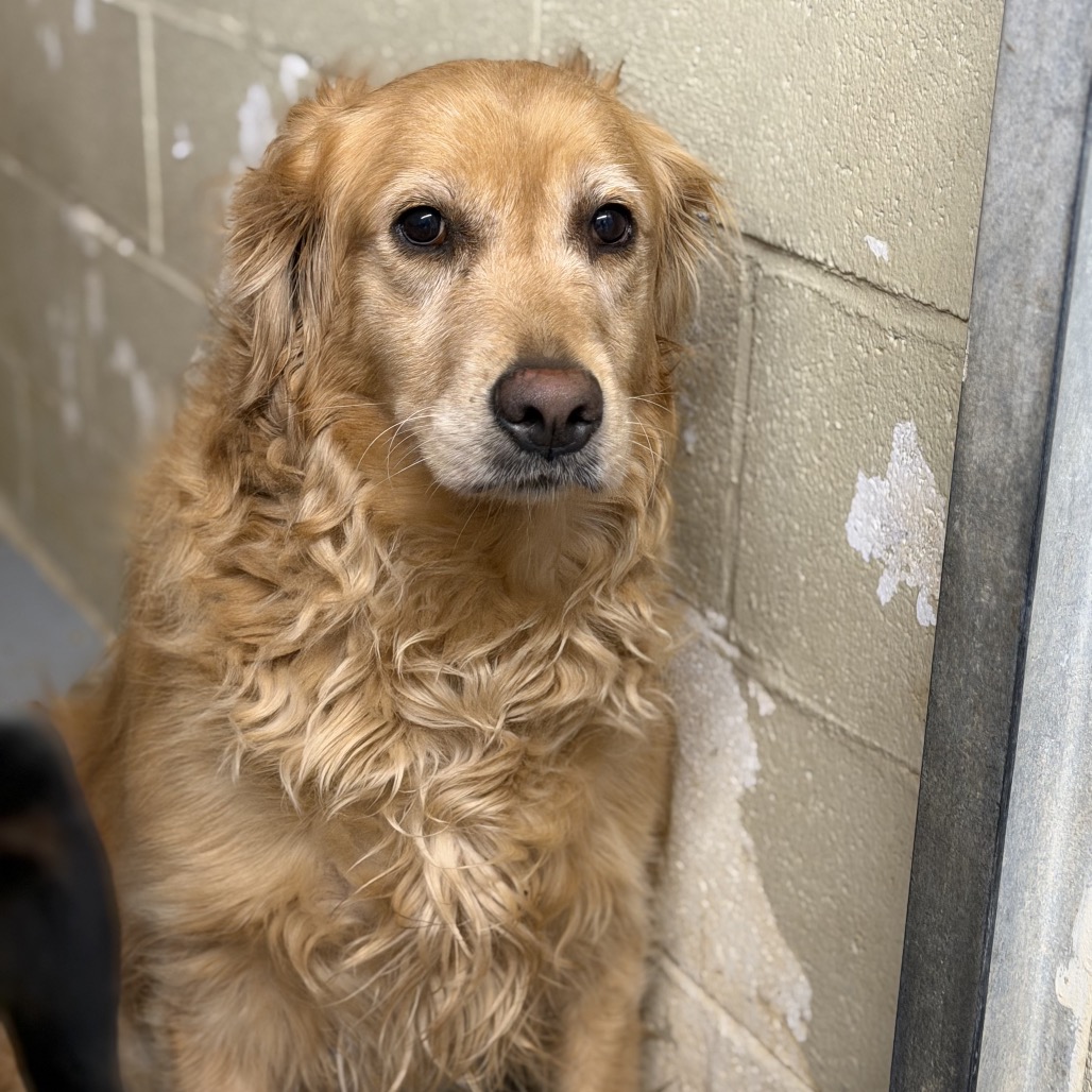 Isla (sophia) - Golden Retriever for adoption in Illinois