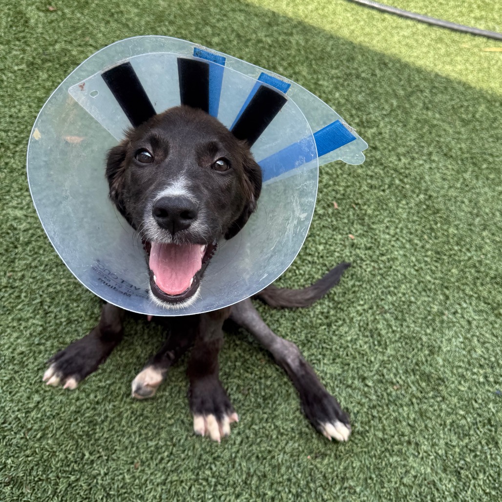 ROCKET - Mixed Breed (Medium) available for adoption