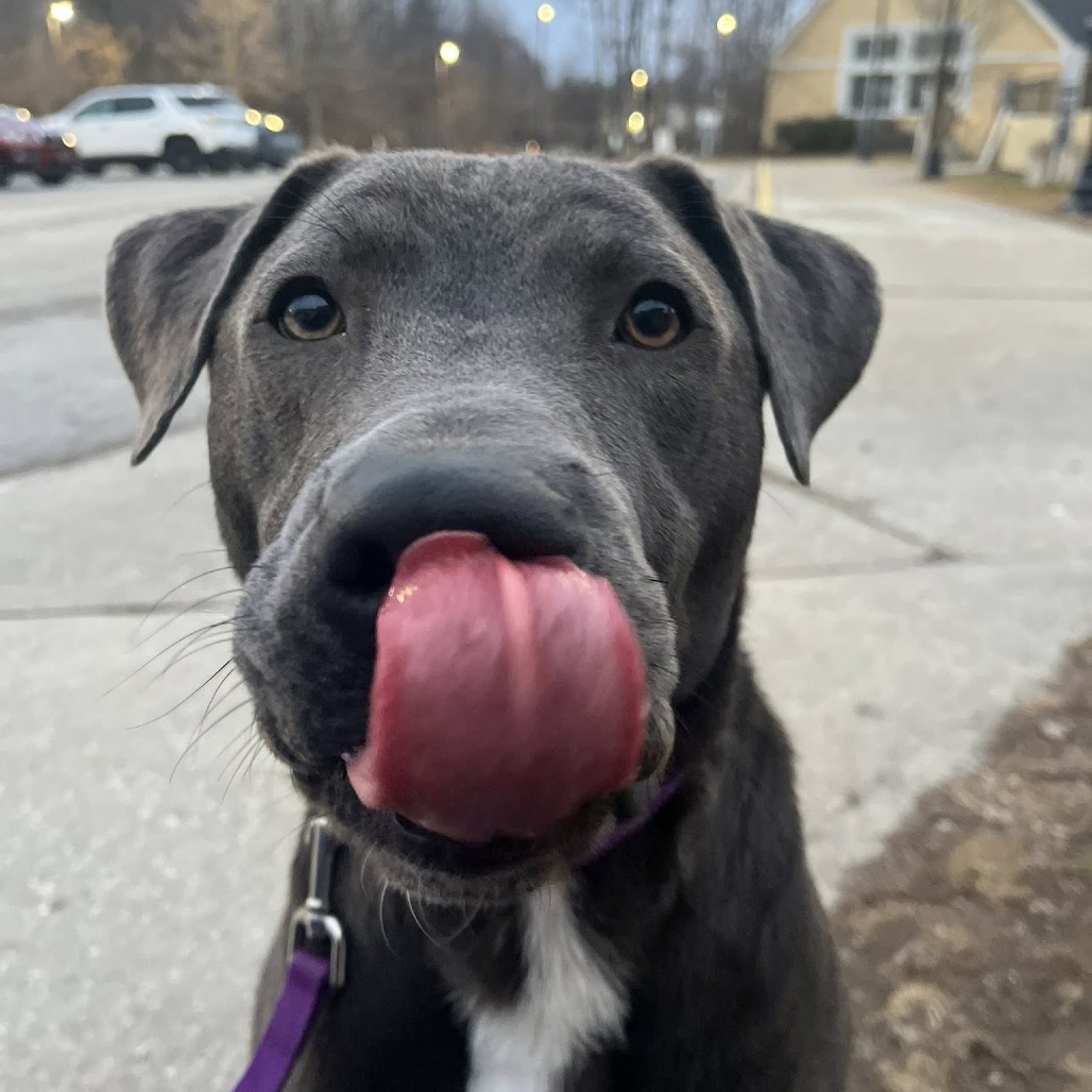 Frog — thumbnail 5