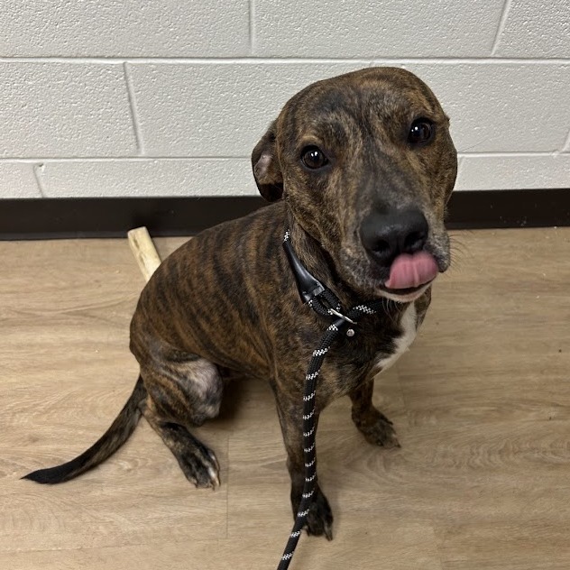 Mud Pie — thumbnail 3