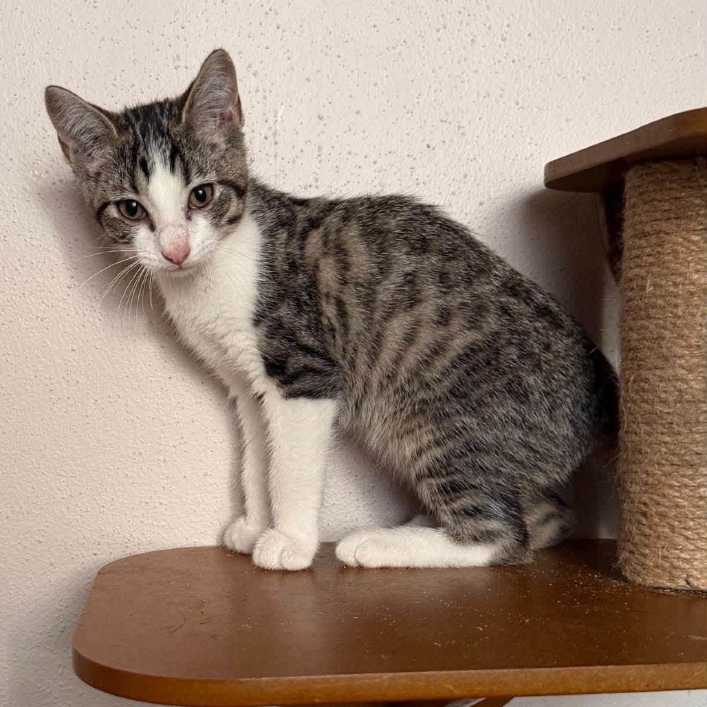 PATTI - Domestic Shorthair available for adoption