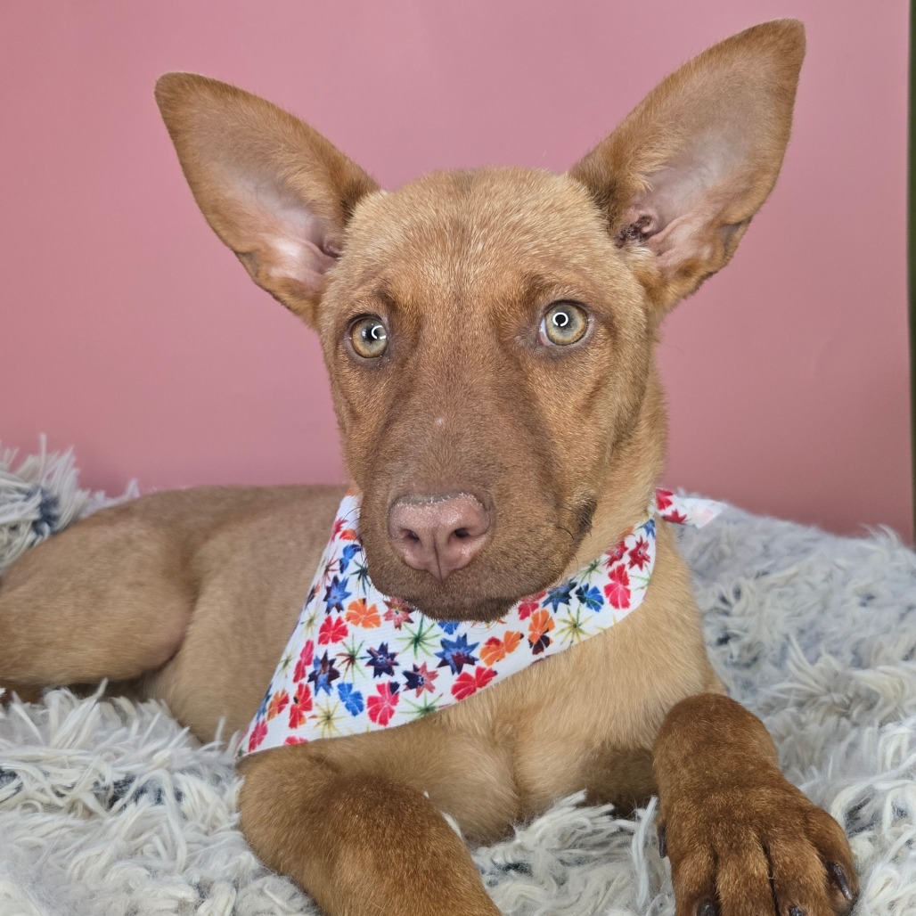 COPPER - Shepherd / Retriever, Labrador for adoption in San Antonio