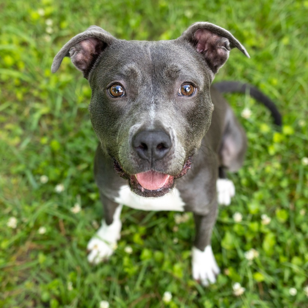 Junie — thumbnail 3