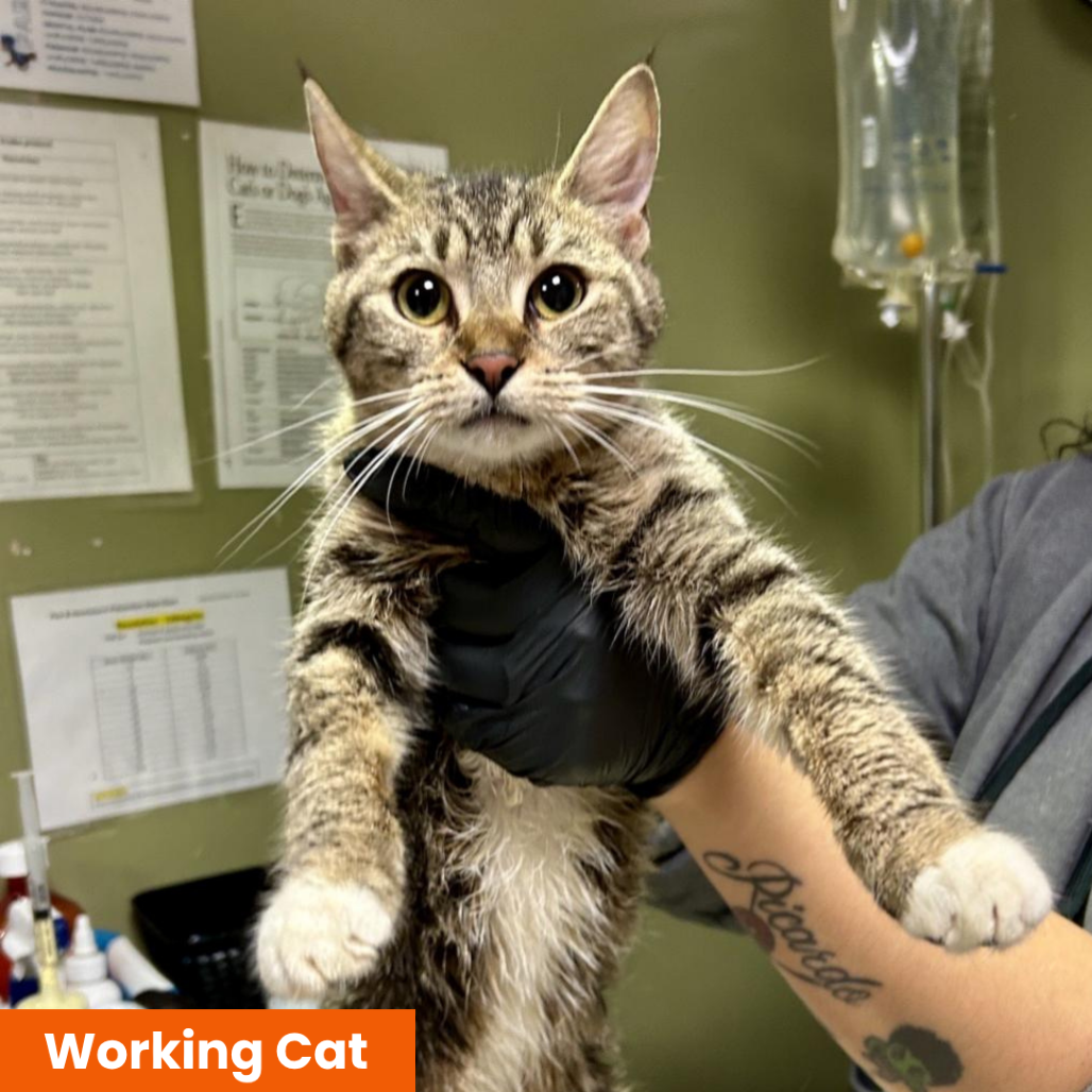 KURAMA - WORKING CAT - Domestic Shorthair available for adoption