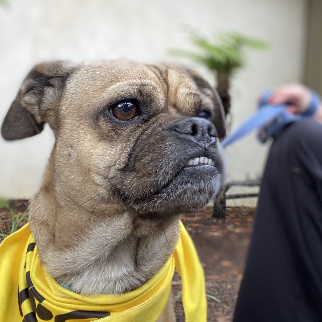 Bowser — thumbnail 4