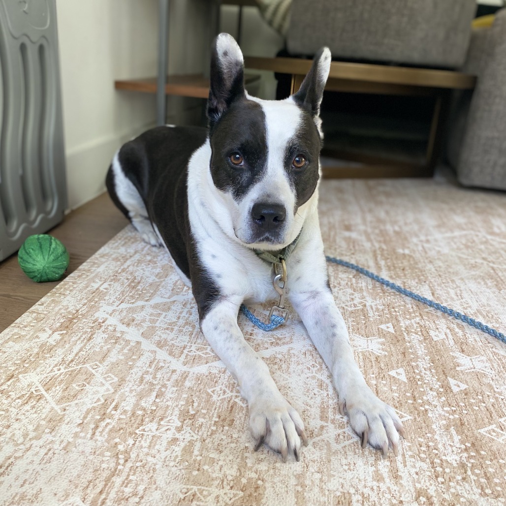 Bluebelle, additional photo