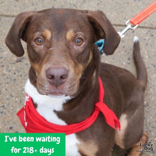 JACK - Retriever, Labrador / Shepherd available for adoption