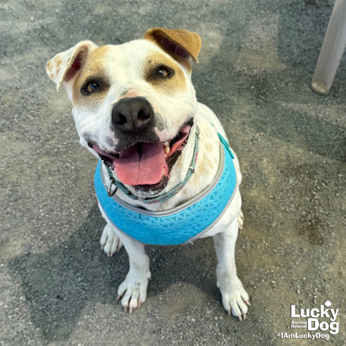 LILITH - Hound / Mix available for adoption