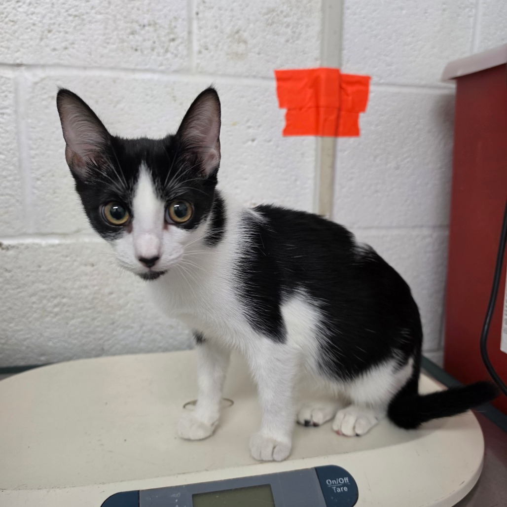 Photo of Oreo, available for adoption at PVAS