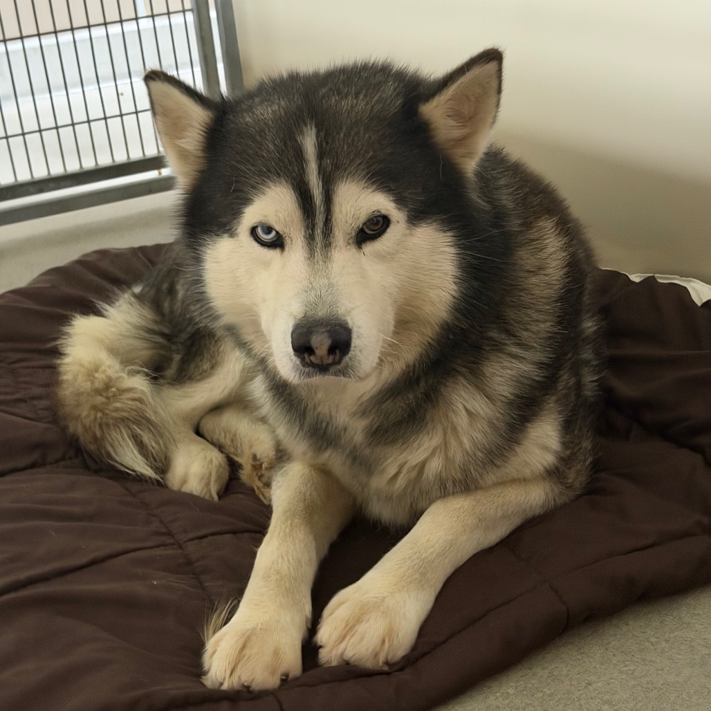 Kennel#31's preview photo