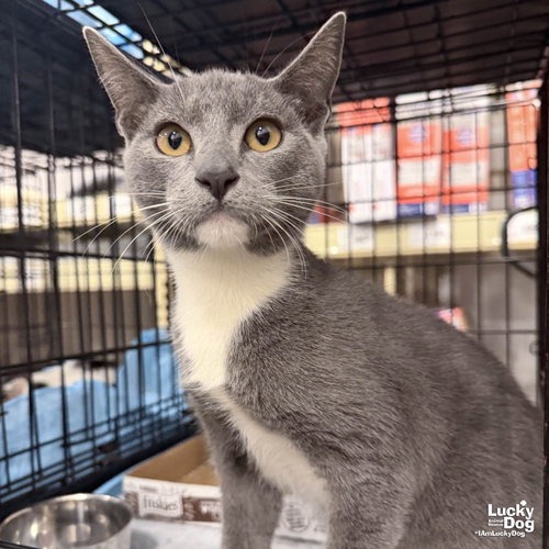 XENON - Domestic Shorthair available for adoption