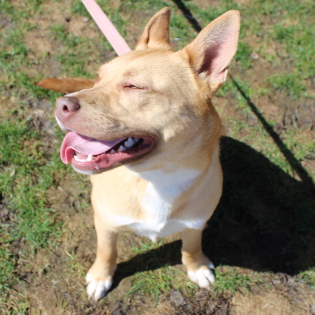 Stella — thumbnail 4