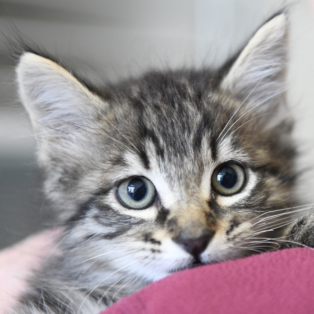 Thomas - Domestic Shorthair