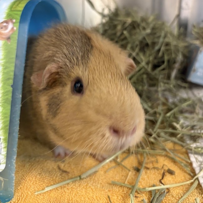 Photo of Peanut and Opie 3