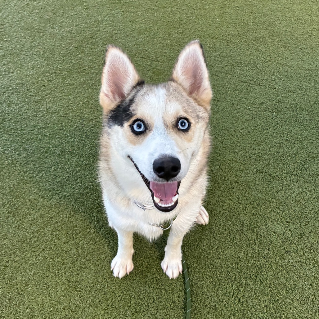 Frodo, photo 8