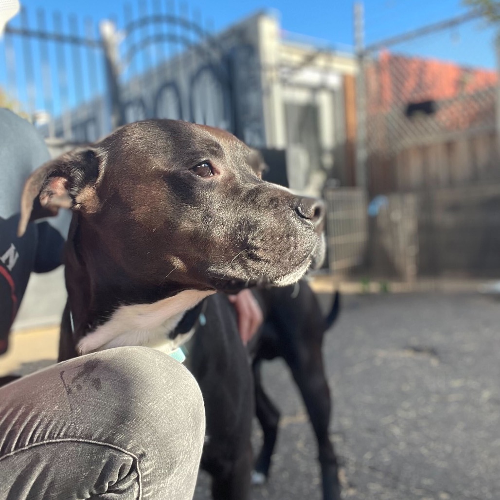 Kettle — thumbnail 2