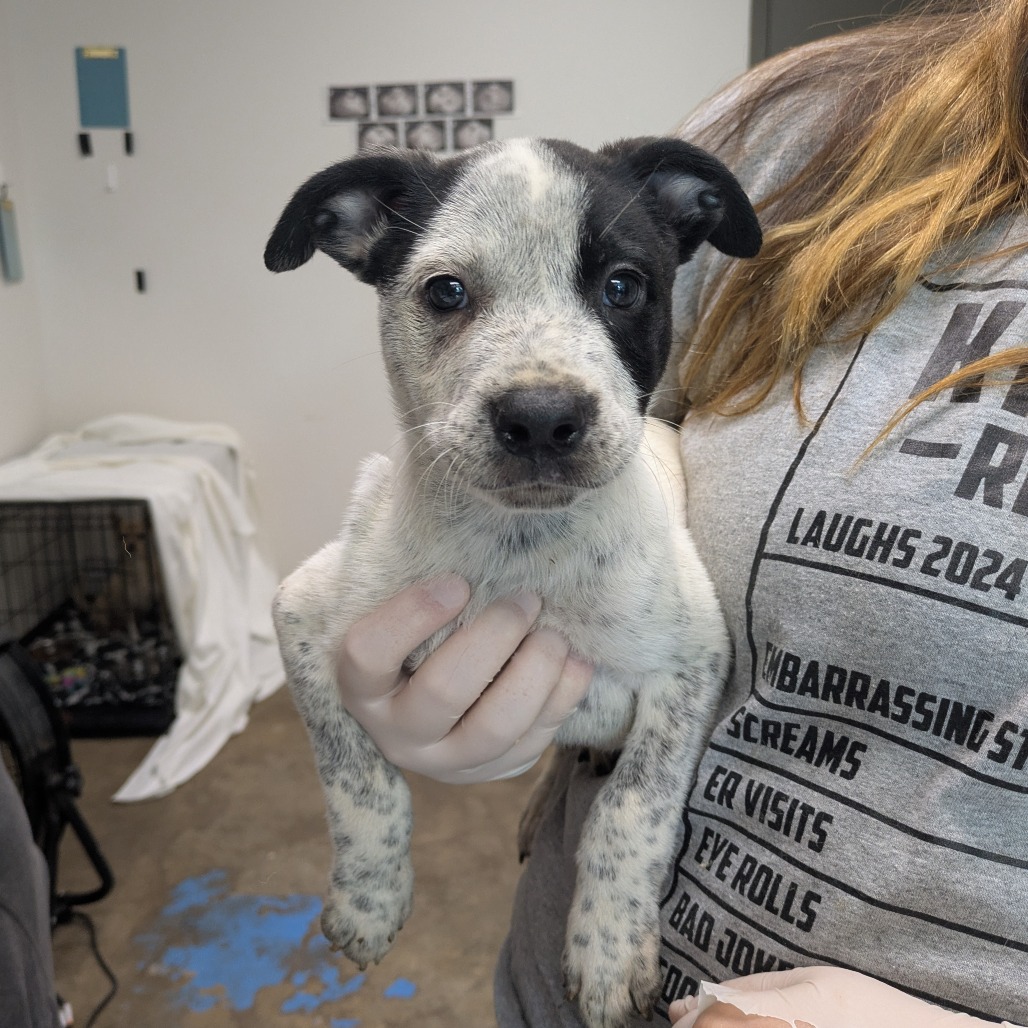 ZORRO - American Blue Heeler / Terrier available for adoption