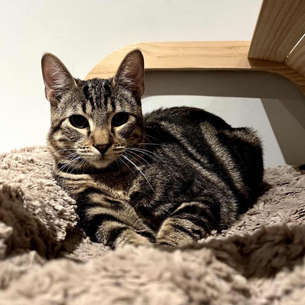 Mr. Meowgi, photo 3
