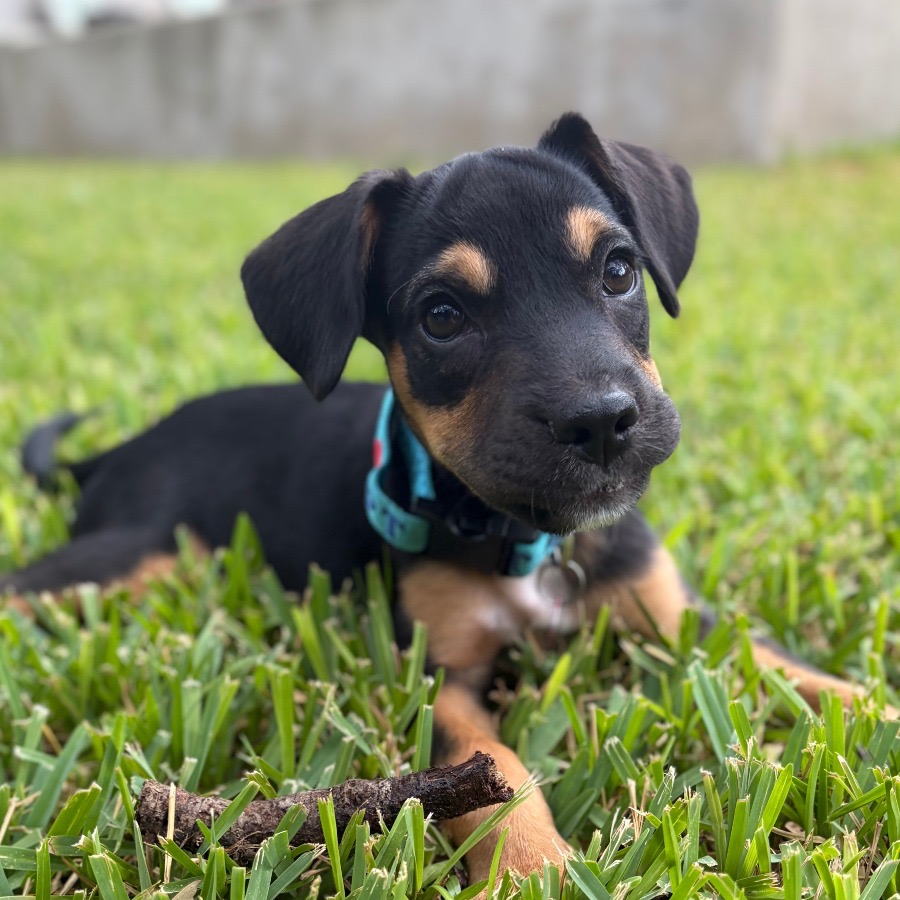 PORTER - Terrier / Dachshund for adoption in San Antonio