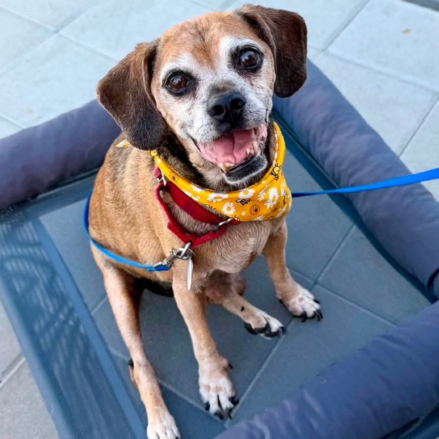 Puggle