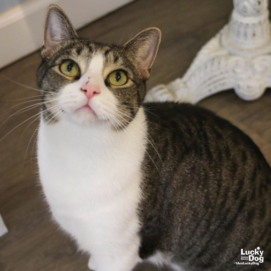 GEORGE - Domestic Shorthair available for adoption