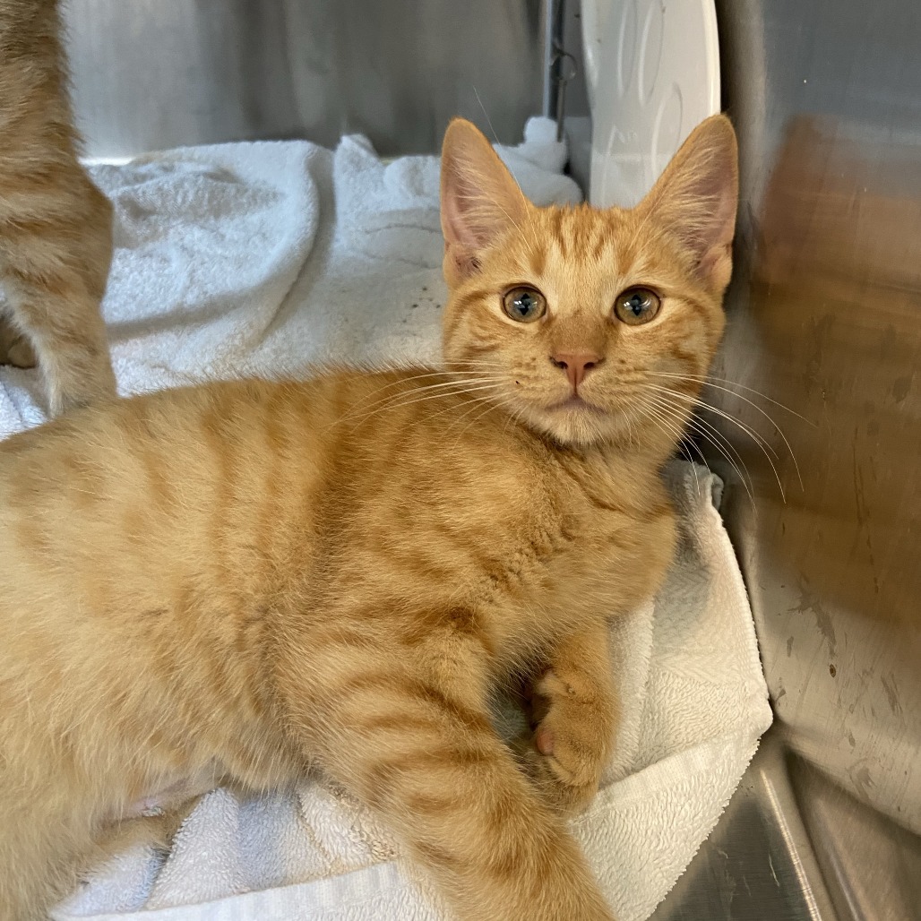 MESSI - Domestic Shorthair available for adoption