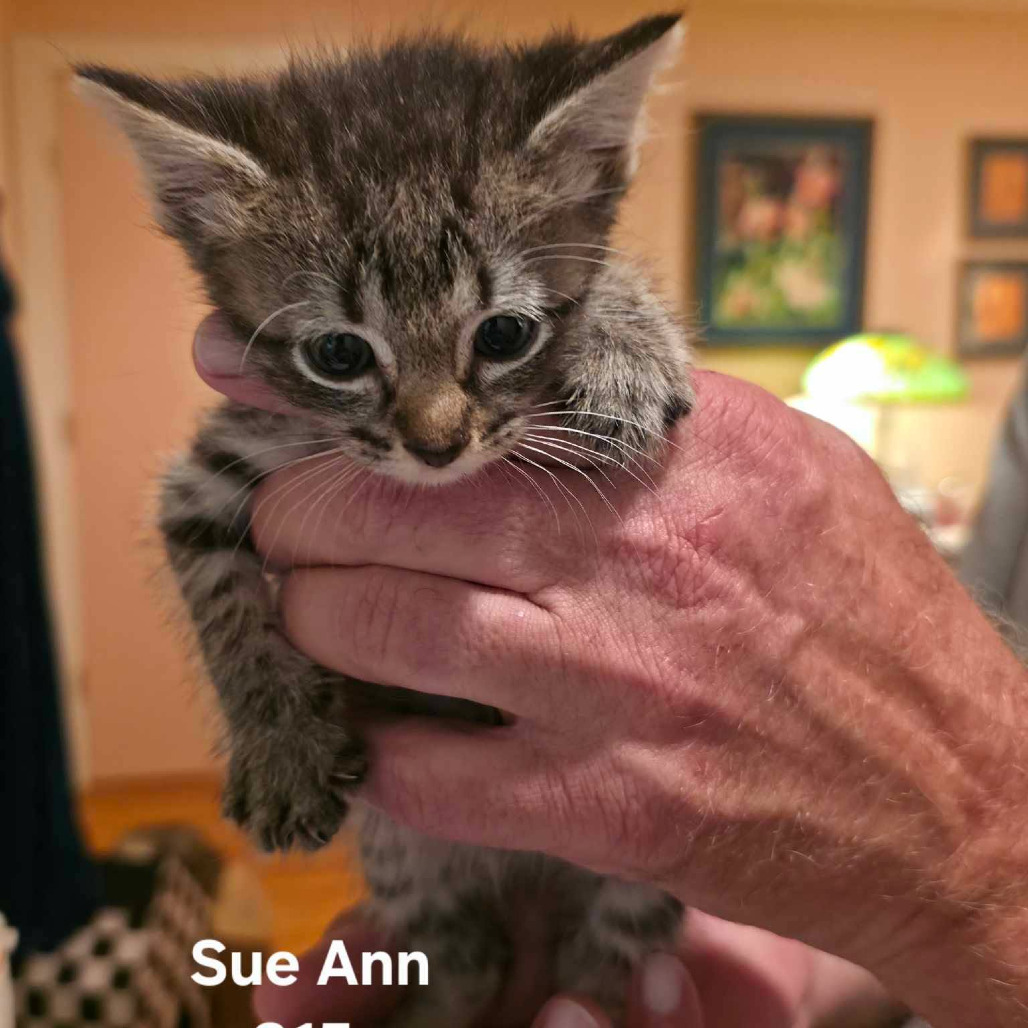 SUE ANN, photo 3