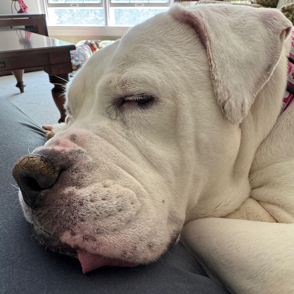Marley, photo 23