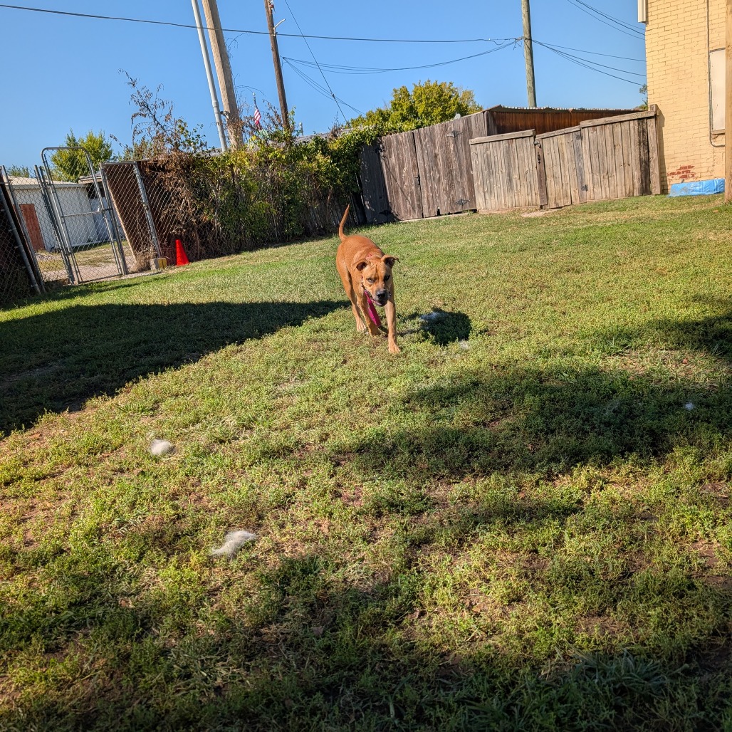 Rugbee photo 36