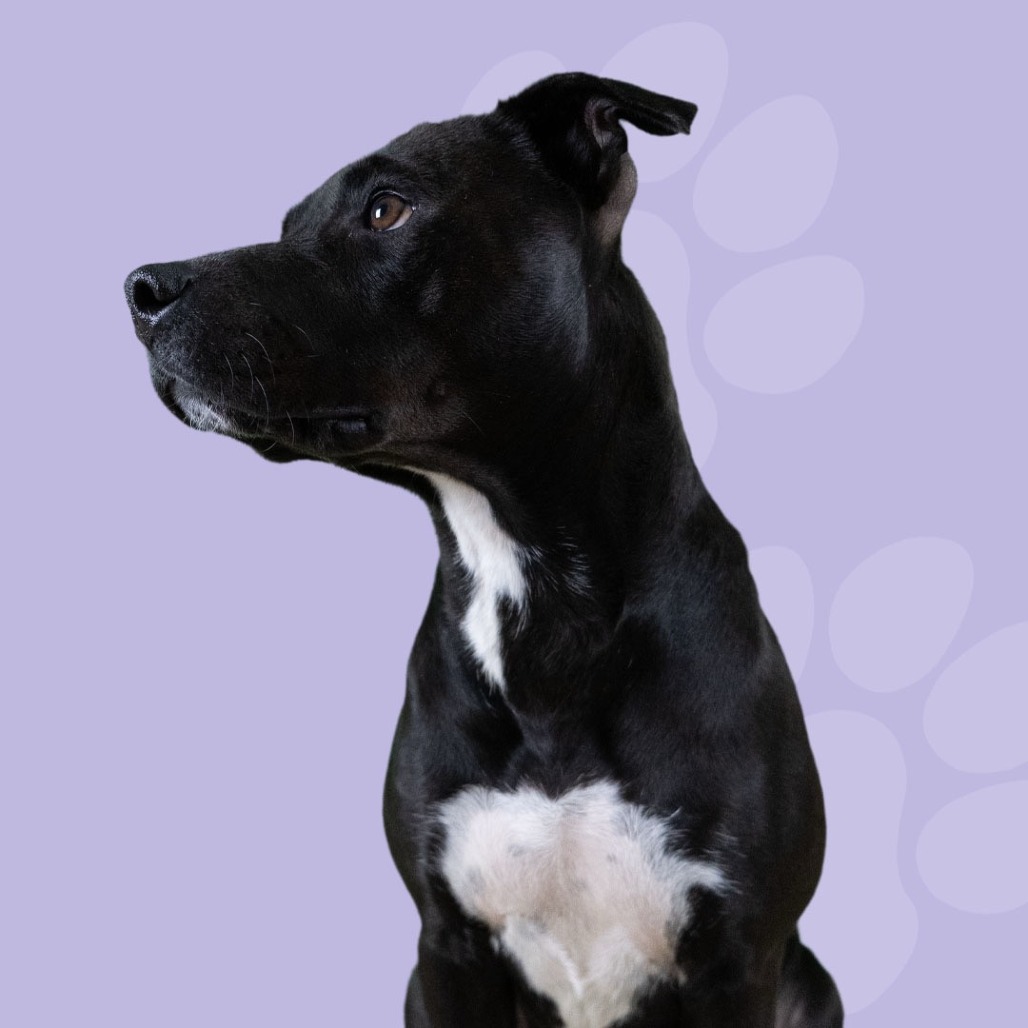 Cashmere — thumbnail 4