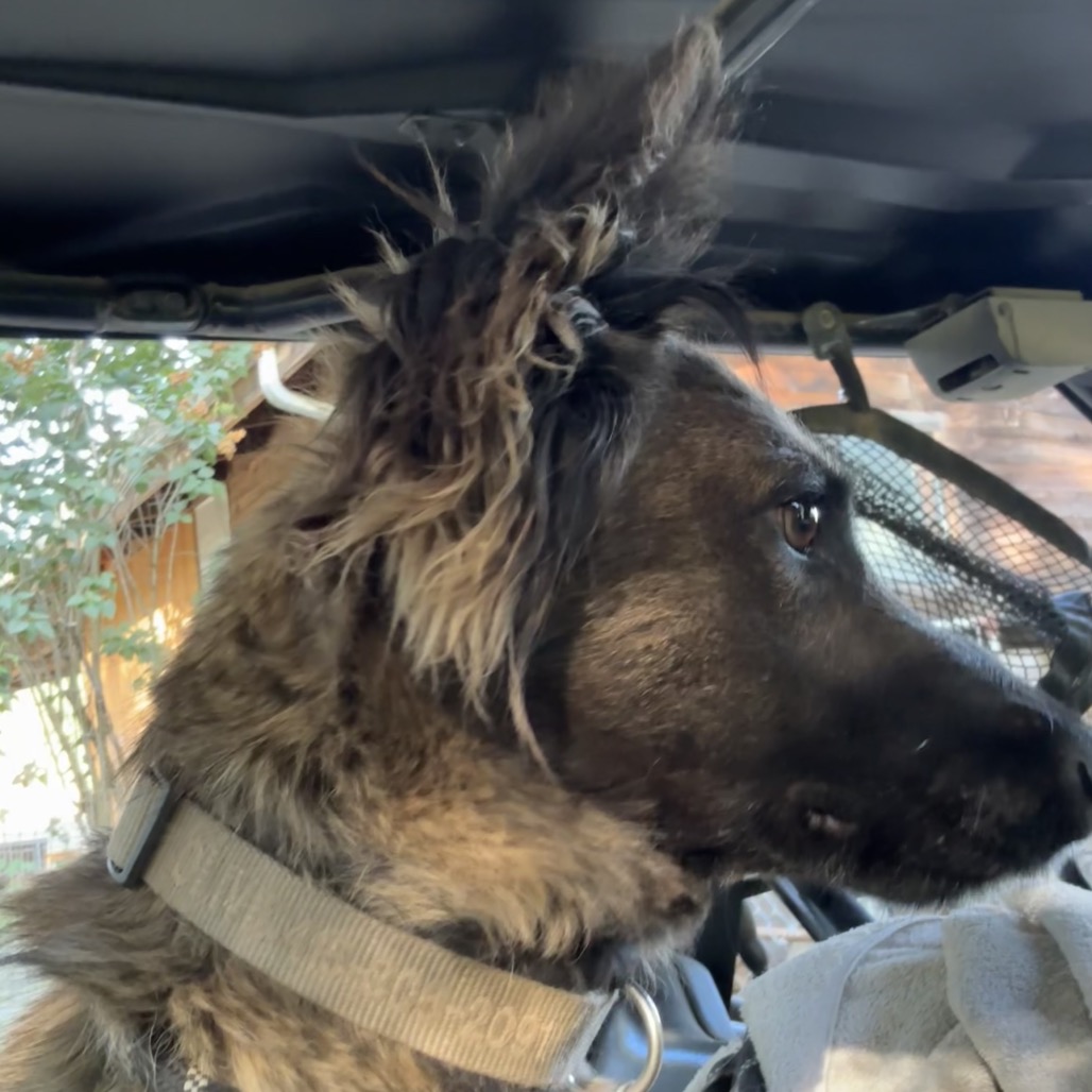 OLIVE, photo 9