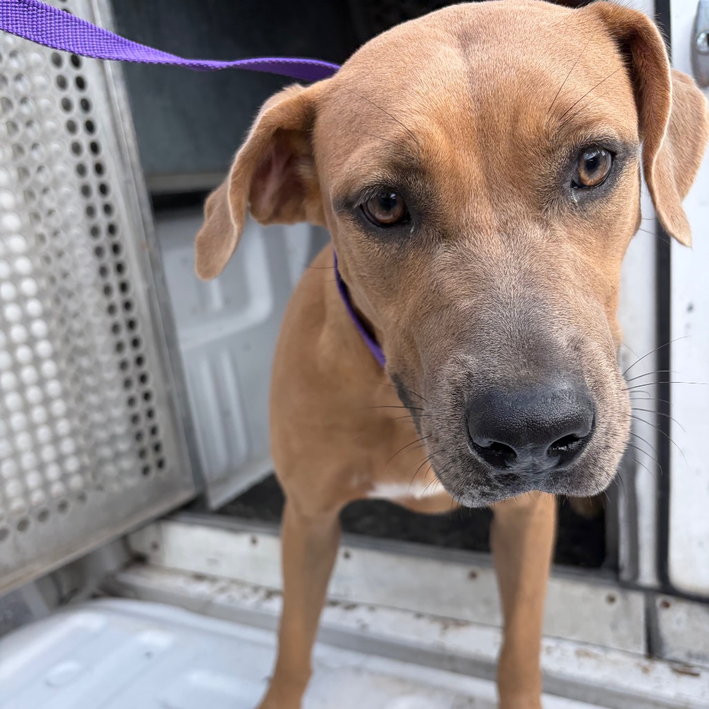 SHANINA - Terrier / Pit Bull available for adoption