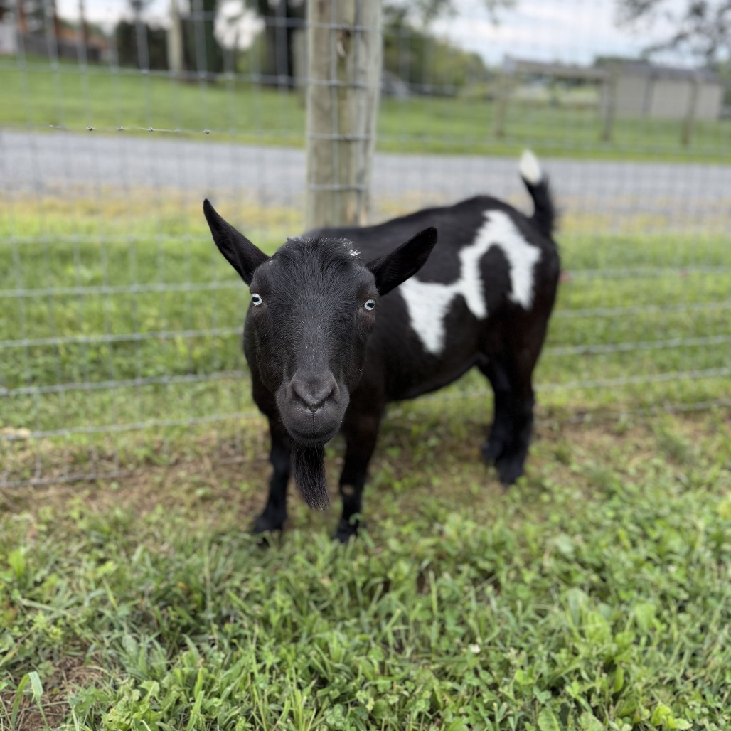 TYSON - Nigerian Dwarf available for adoption
