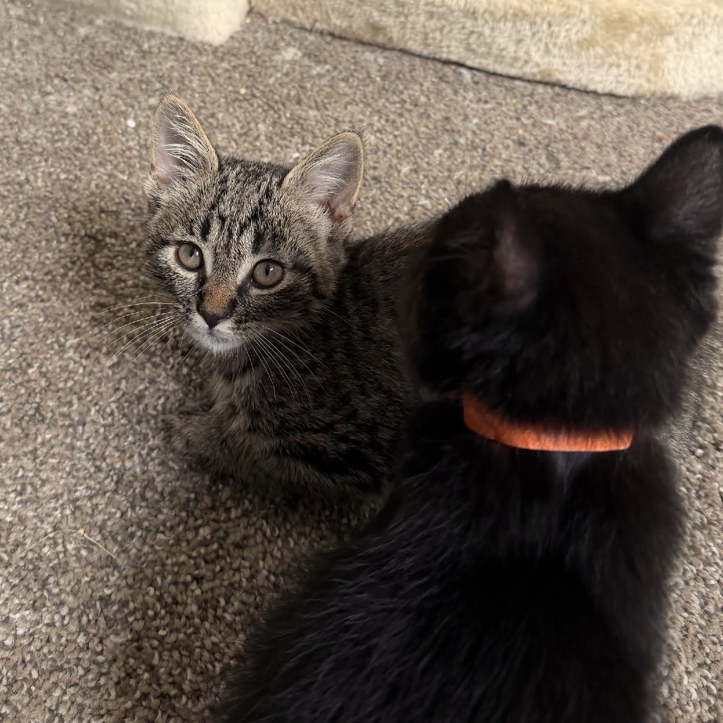 Meowly Cyrus C12280
