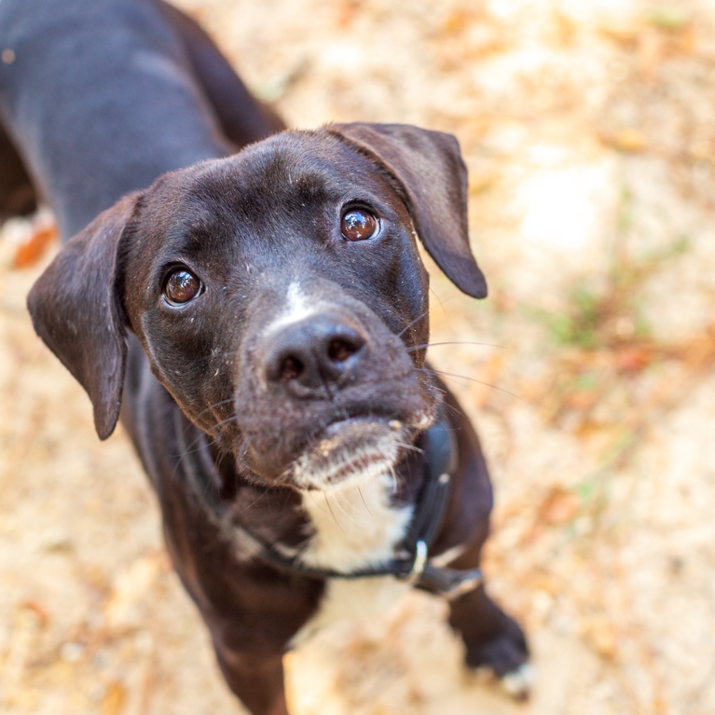 PRODUCE SECTION - Retriever, Labrador / Boxer available for adoption