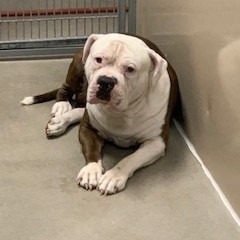 Kennel#21's preview photo