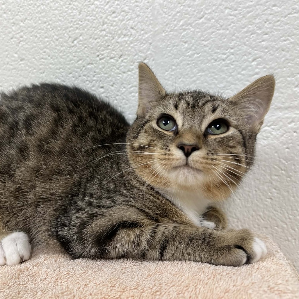 Tolu — thumbnail 2