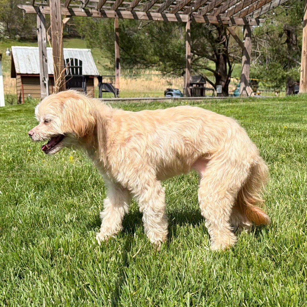 Crouton (Jelani), photo 14