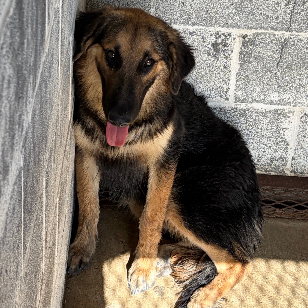 CRAWFORD - Shepherd, German / Mixed Breed (Medium) available for adoption