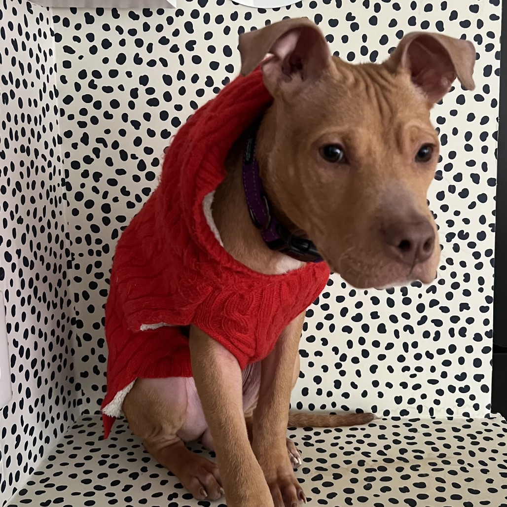 Chipkoo — thumbnail 5