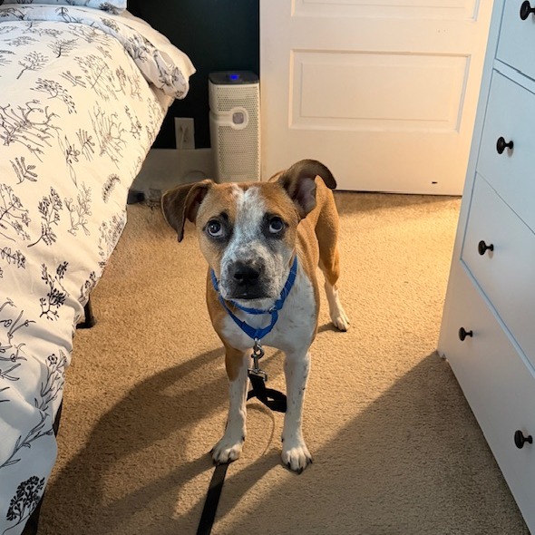 ABU - Boxer / Cattle Dog available for adoption