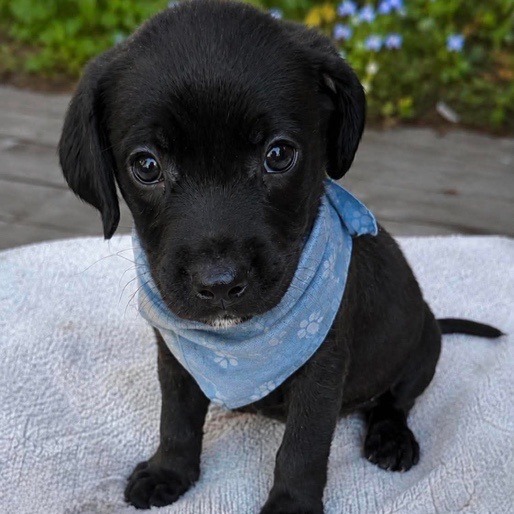 Coal