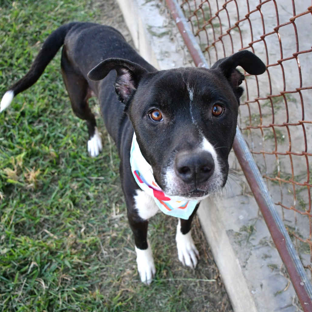 QJOE - Terrier / American Pit Bull available for adoption