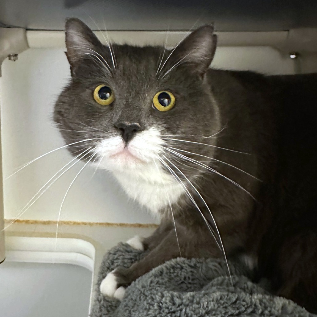 Olaf — thumbnail 3