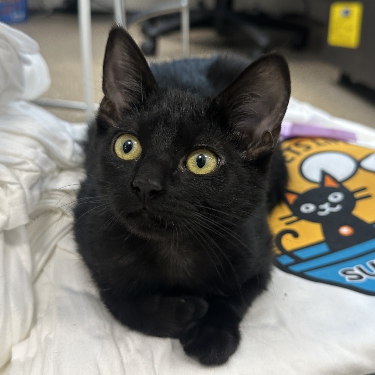 COAL