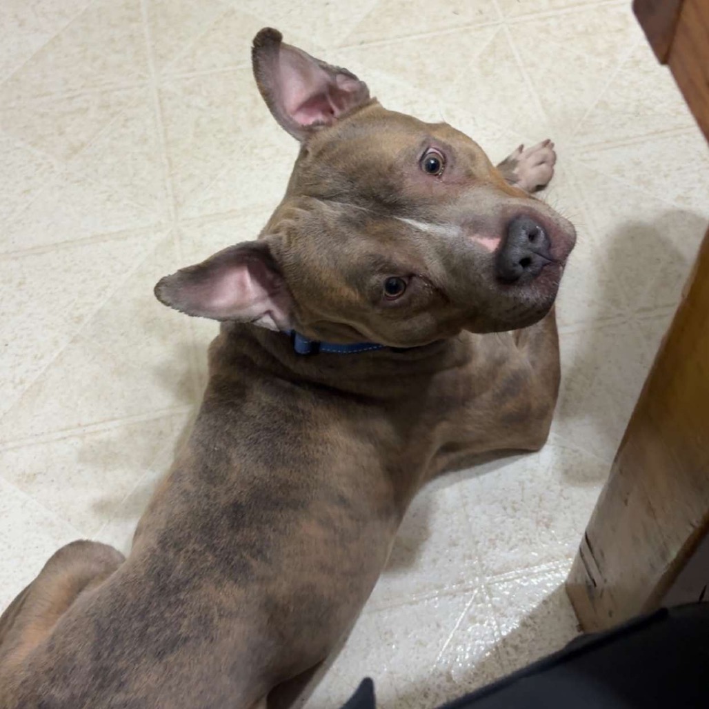 Dogtor Suess, photo 3