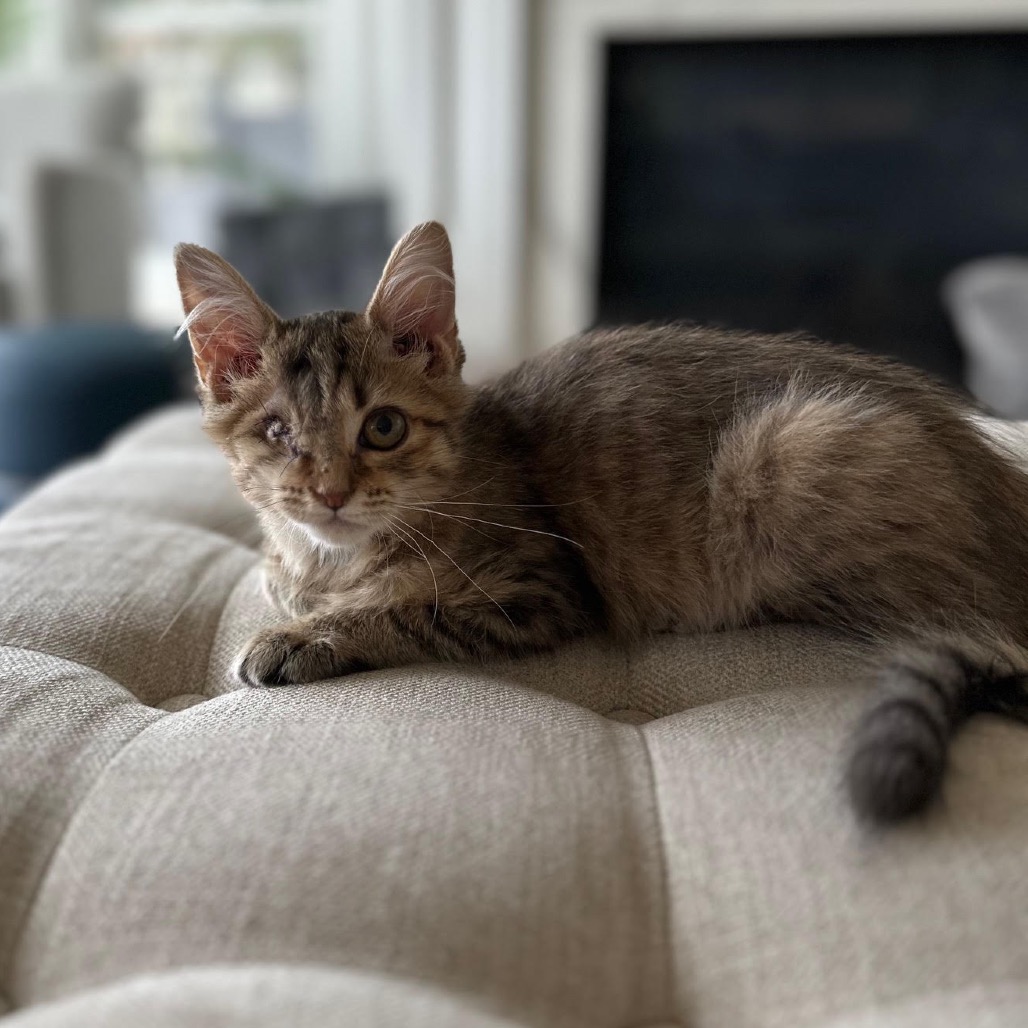 EVA IMANI - Domestic Longhair available for adoption